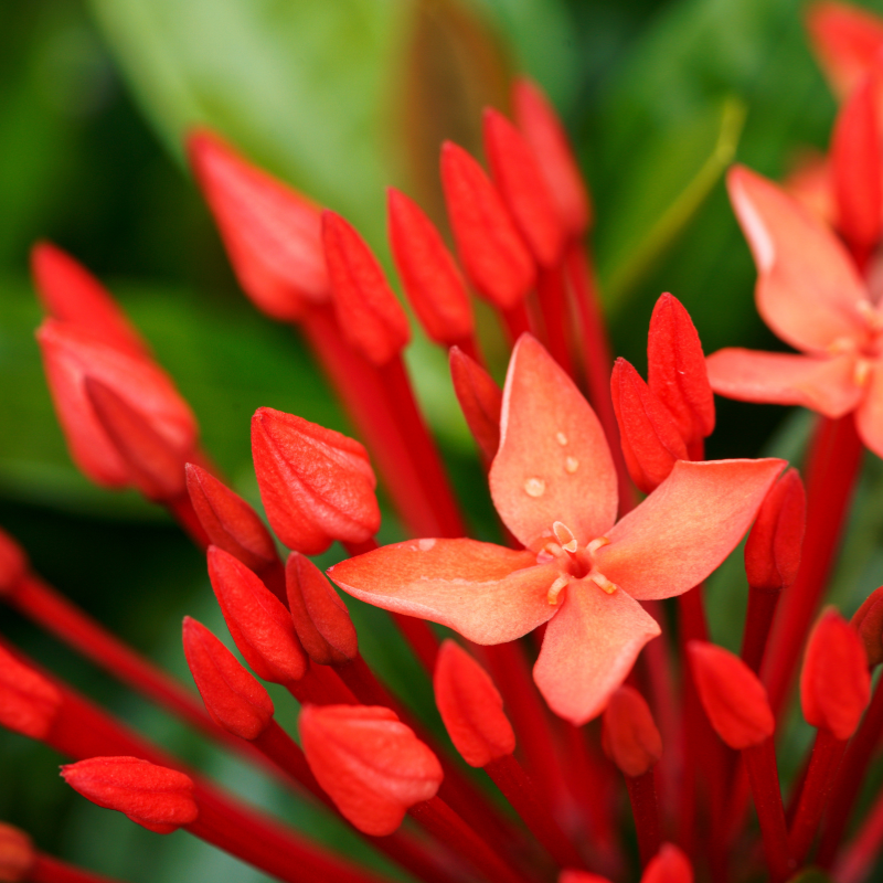 Hoa Nhài Pōhutukawa - Vẻ đẹp rực rỡ trên bờ biển New Zealand.