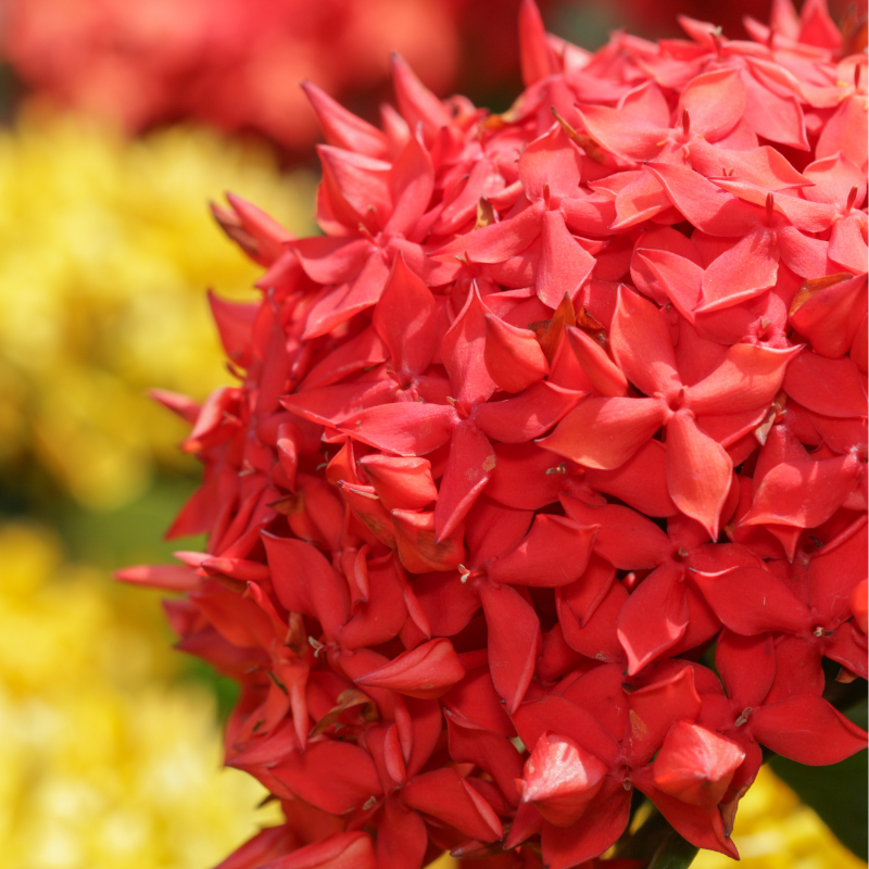 Hoa Nhài Rātā - Bức tranh tươi sáng trong thiên nhiên.