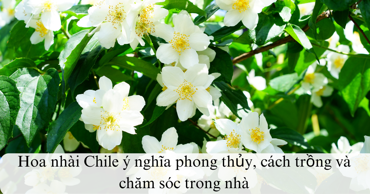 Hoa nhài Chile ý nghĩa phong thủy, cách trồng và chăm sóc trong nhà