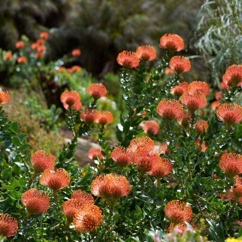 Hoa thảo đường cam - Đại diện cho sự sôi động và nhiệt huyết