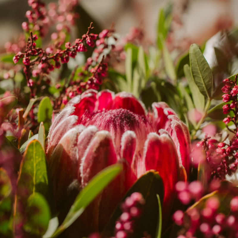 Hoa thảo đường đỏ - Đại diện cho đam mê và quyền năng