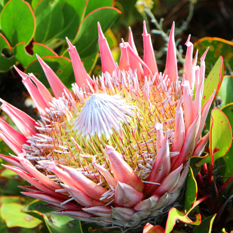 Hoa thảo đường hồng - Tượng trưng cho tình yêu và lãng mạn.