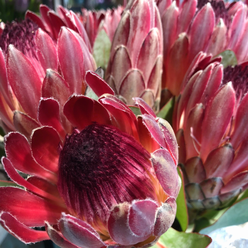 Hoa thảo đường tím - Biểu tượng cho sự kỳ diệu và sự khao khát.