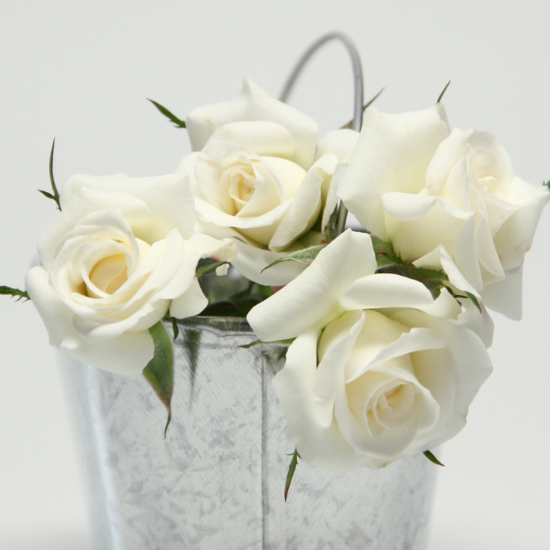 Hoa hồng tỉ muội Miniature màu trắng - Sự thuần khiết, tình bạn và lòng thành thật.