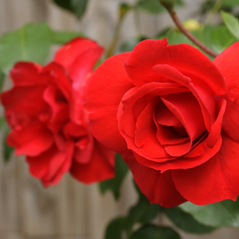 Hoa hồng tỉ muội Miniature màu đỏ - Tình yêu, đam mê và tôn trọng.