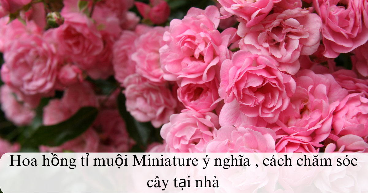 Hoa hồng tỉ muội Miniature ý nghĩa , cách chăm sóc cây tại nhà