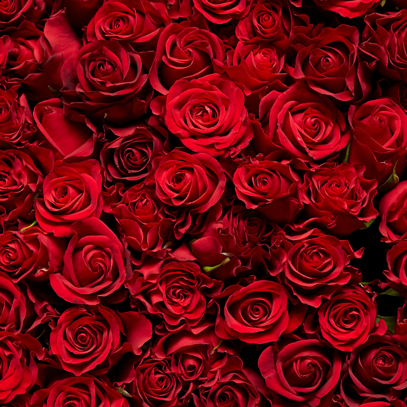 Hoa hồng Bulgaria - Sự sang trọng, quý phái và tinh tế.