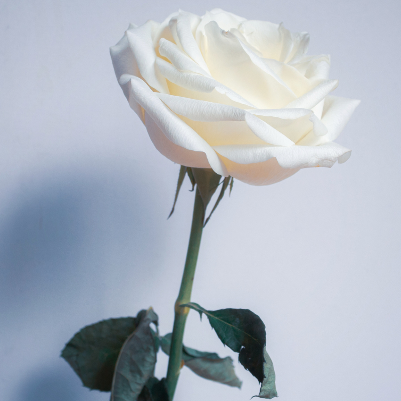 Hoa hồng Bulgaria trắng - Sự thuần khiết, trong trắng và vĩnh cửu.