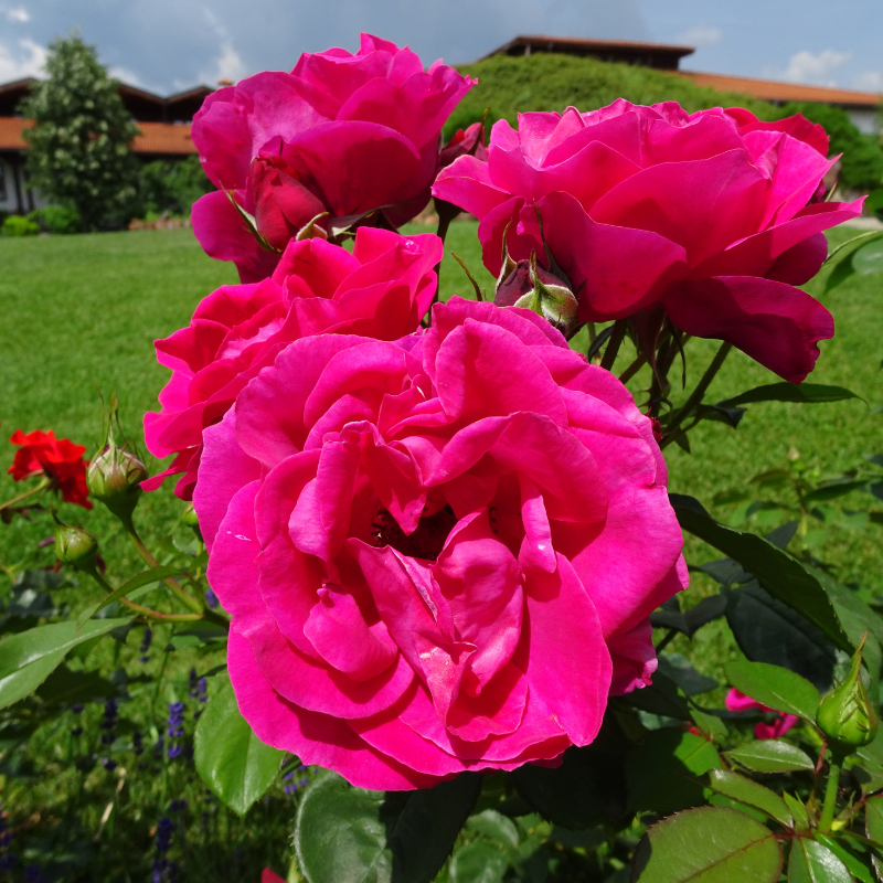 Hoa hồng Bulgaria hồng - Biểu tượng cho tình yêu, lòng chung thủy và tình bạn