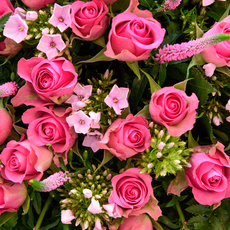 Hoa hồng Bulgaria - Biểu tượng cho tình yêu và lòng chung thủy