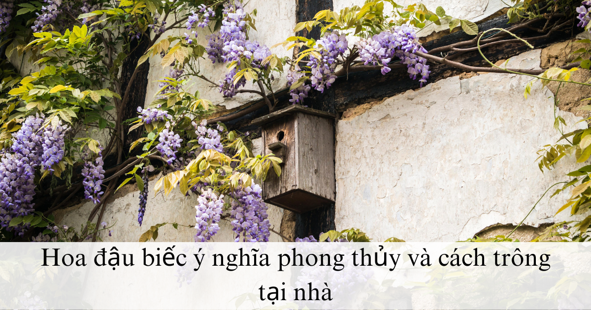 Hoa đậu biếc ý nghĩa phong thủy và cách trông tại nhà