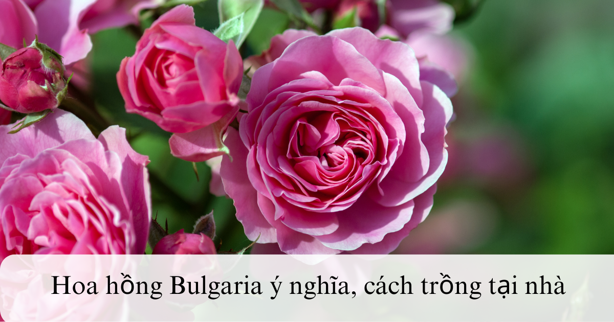 Hoa hồng Bulgaria ý nghĩa, cách trồng tại nhà