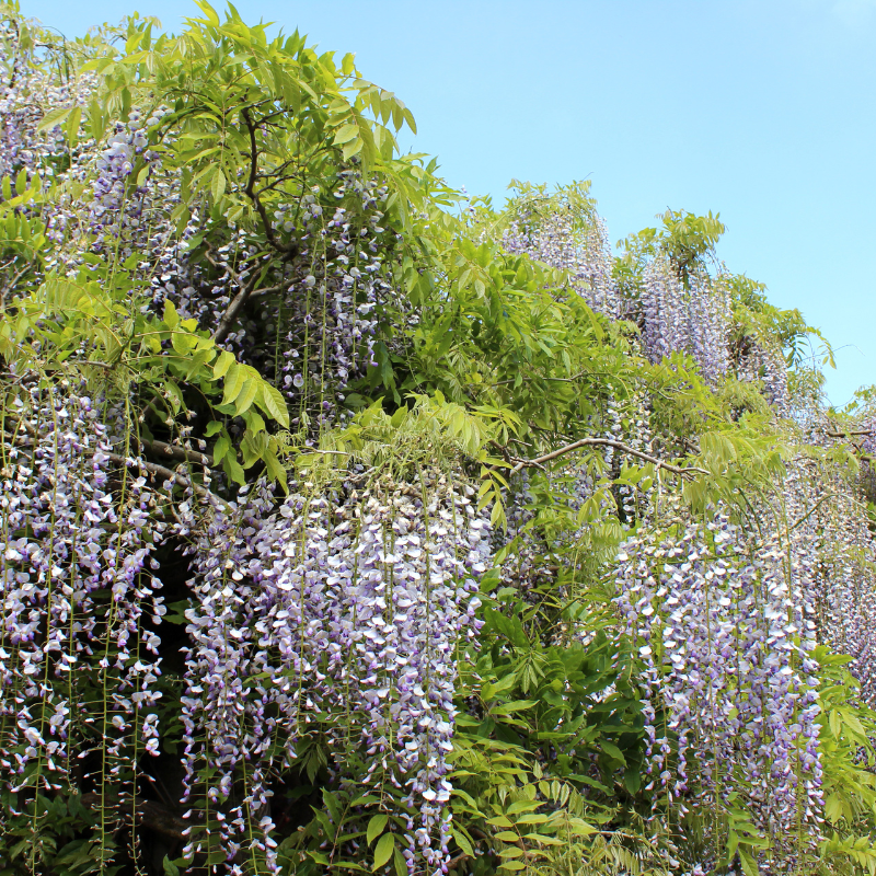 Hoa đậu biếc - Biểu tượng của sự may mắn