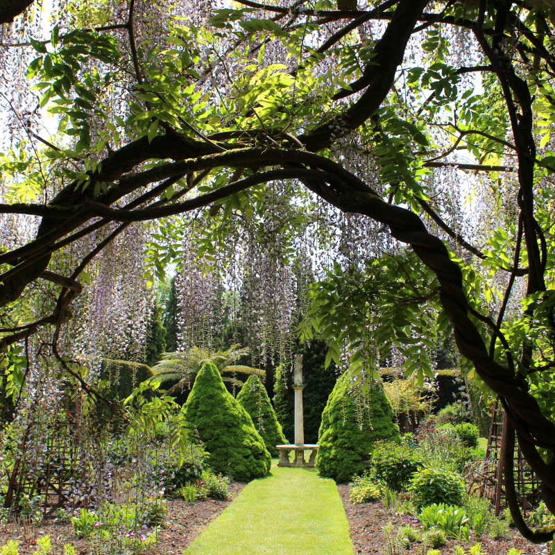 Hoa đậu biếc - Biểu tượng của sự bình yên