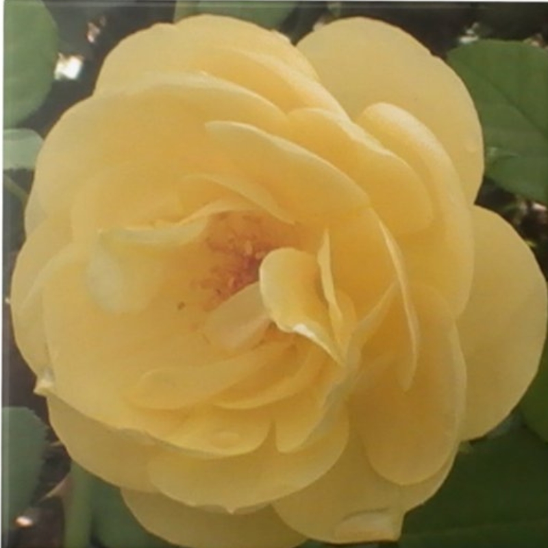 Hoa hồng trà vàng