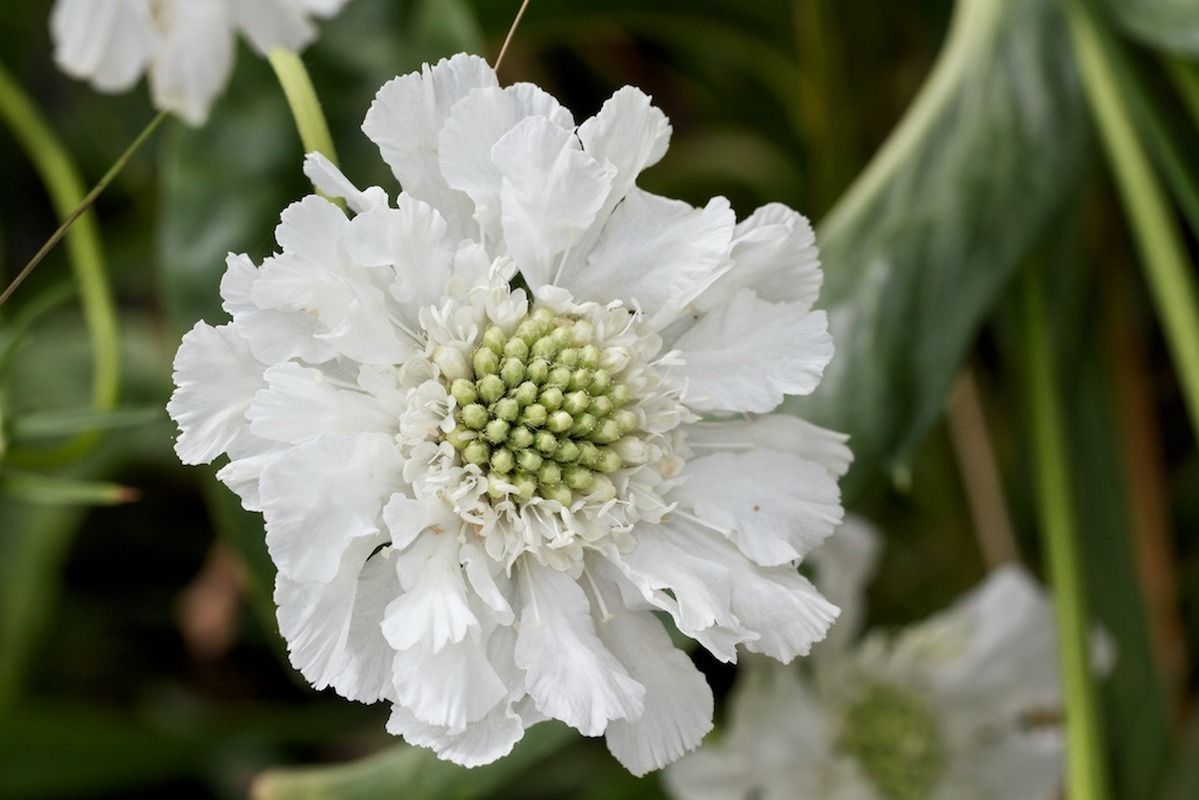 Hoa Scabious trắng