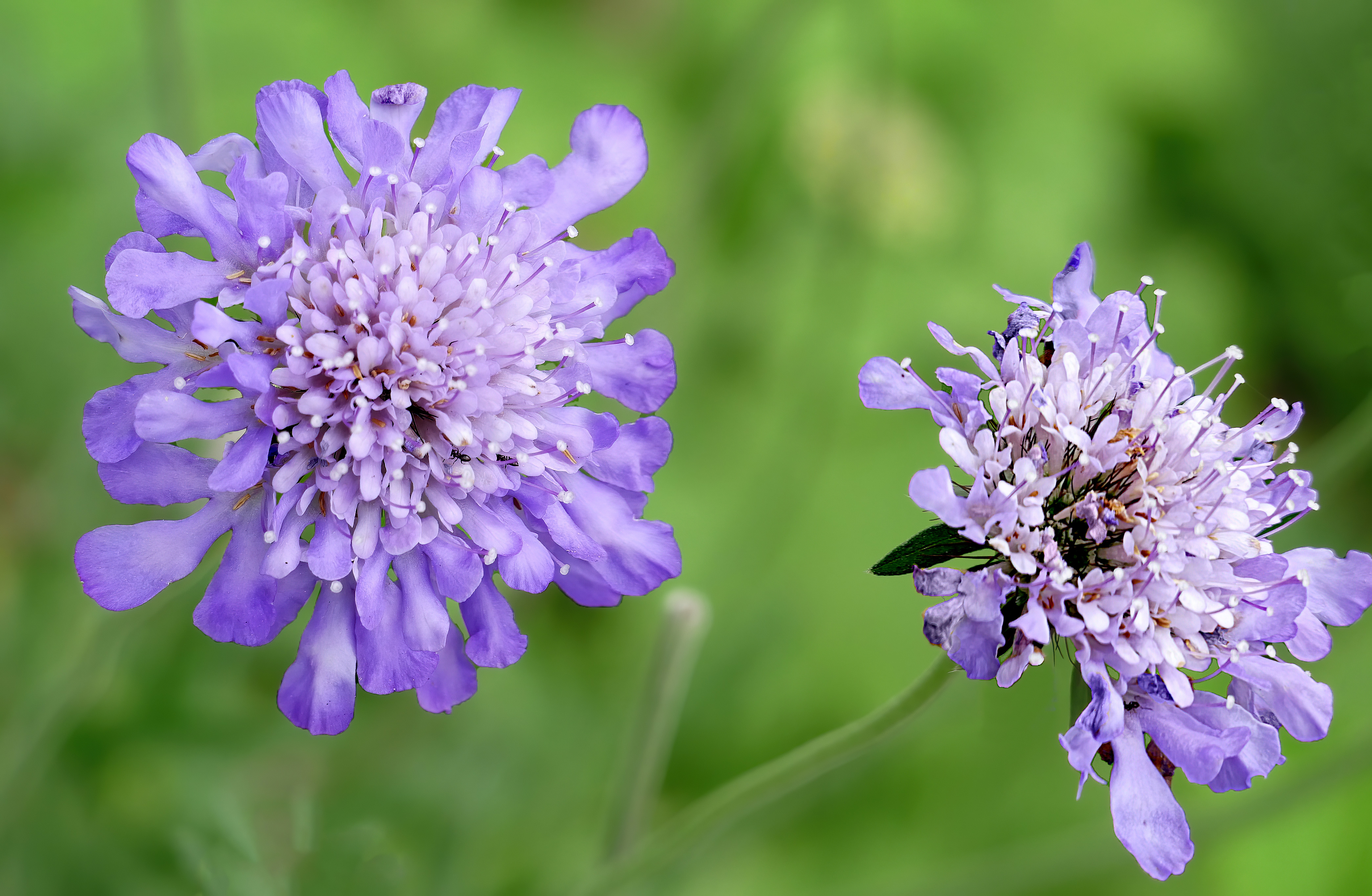 Hoa Scabious tím