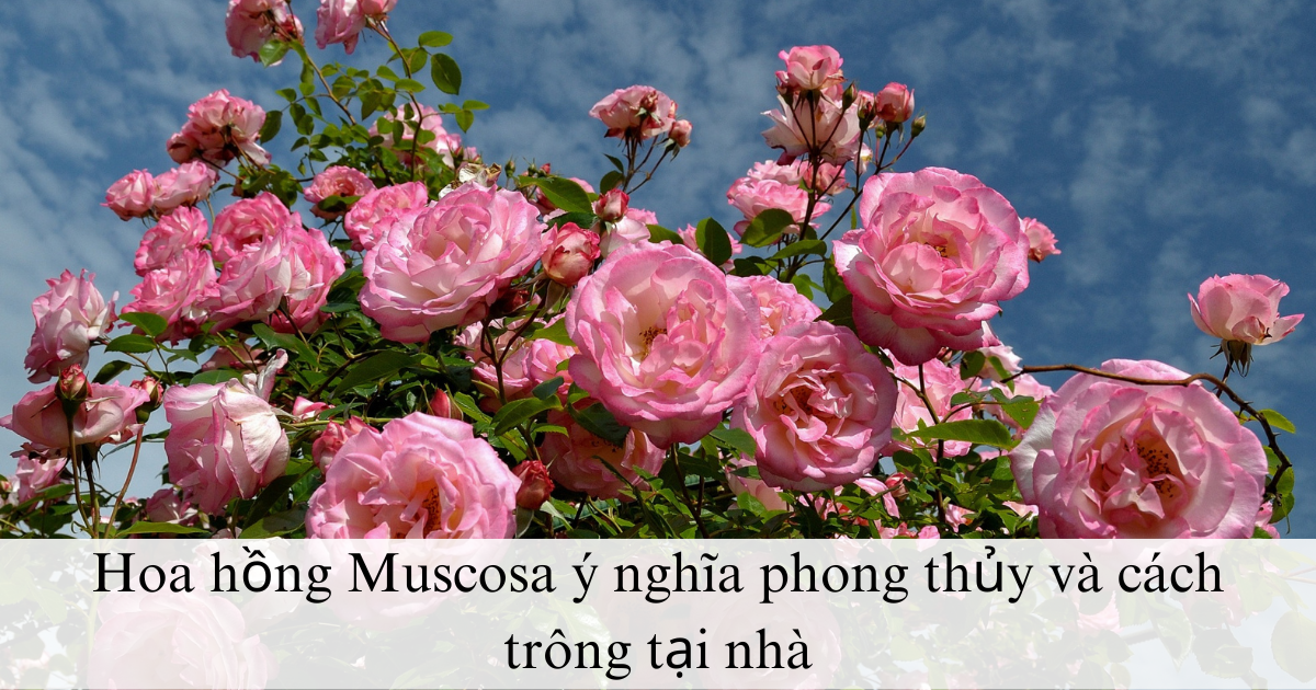 Hoa hồng Muscosa ý nghĩa phong thủy, cách trồng và chăm sóc trong nhà
