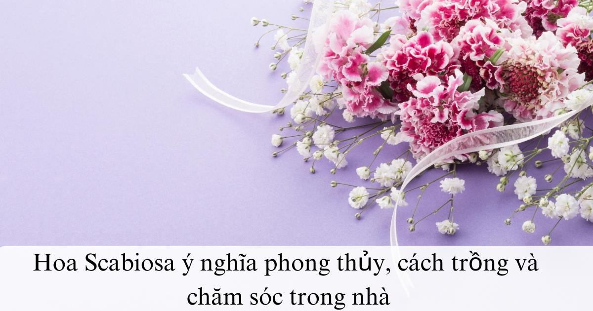 Hoa Scabiosa ý nghĩa phong thủy, cách trồng và chăm sóc trong nhà