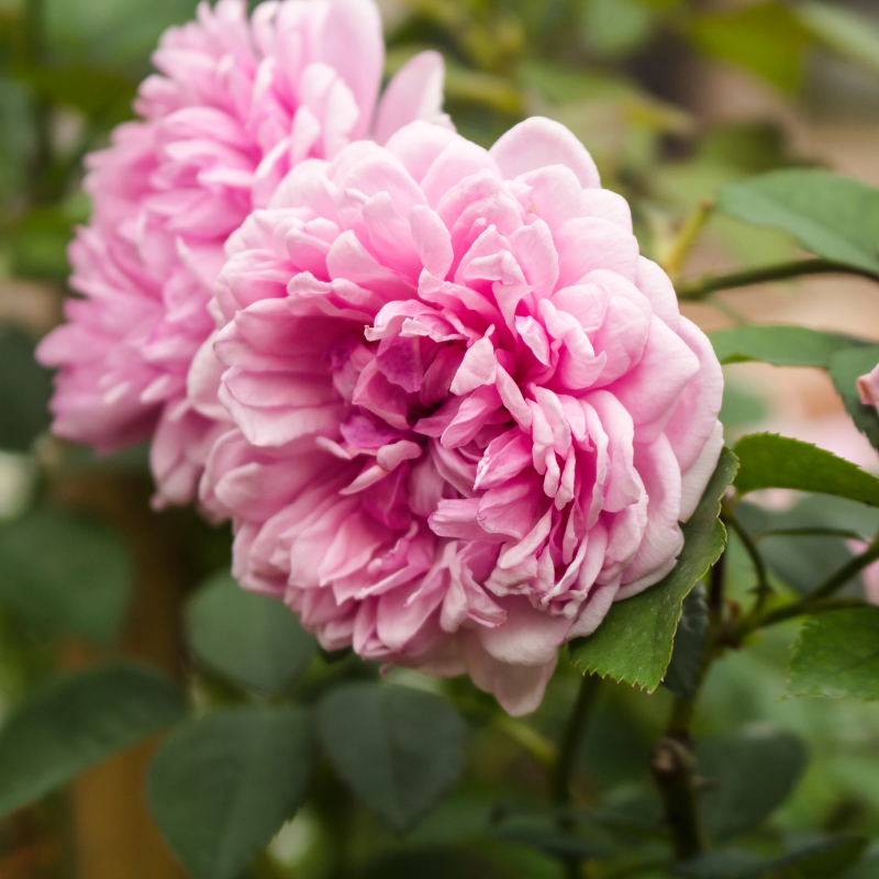 Hoa hồng muscosa hồng - Đại diện cho tình yêu, lòng nhân ái và sự ngọt ngào