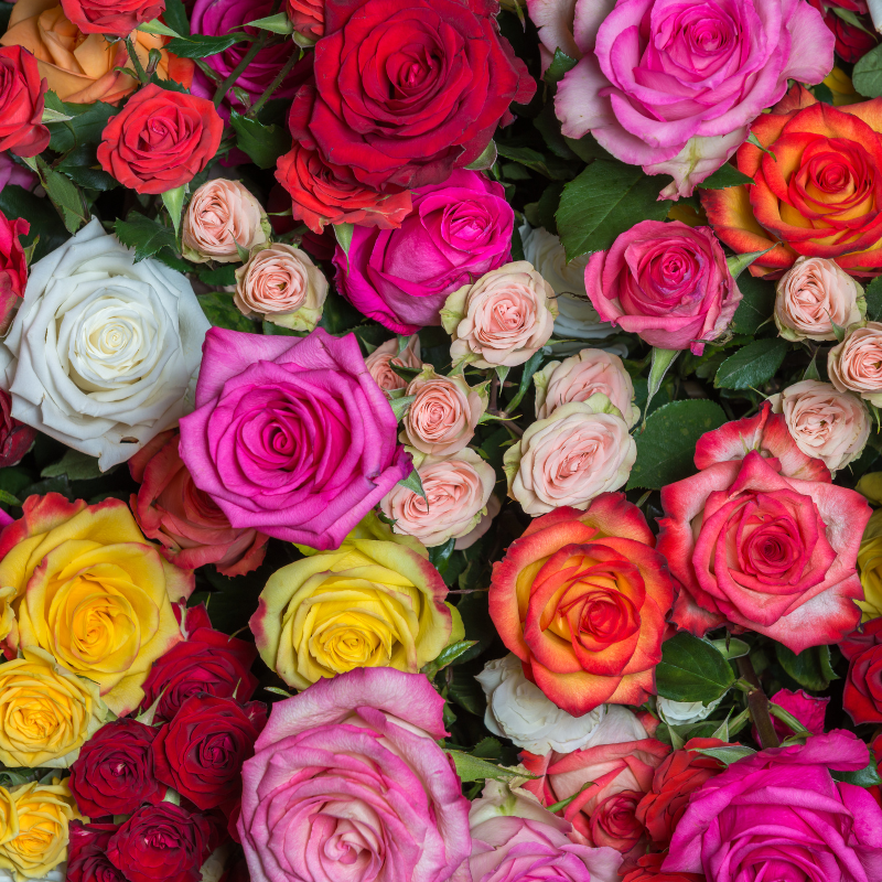 Hoa hồng Muscosa - Vẻ đẹp quý phải và bí ẩn của tự nhiên