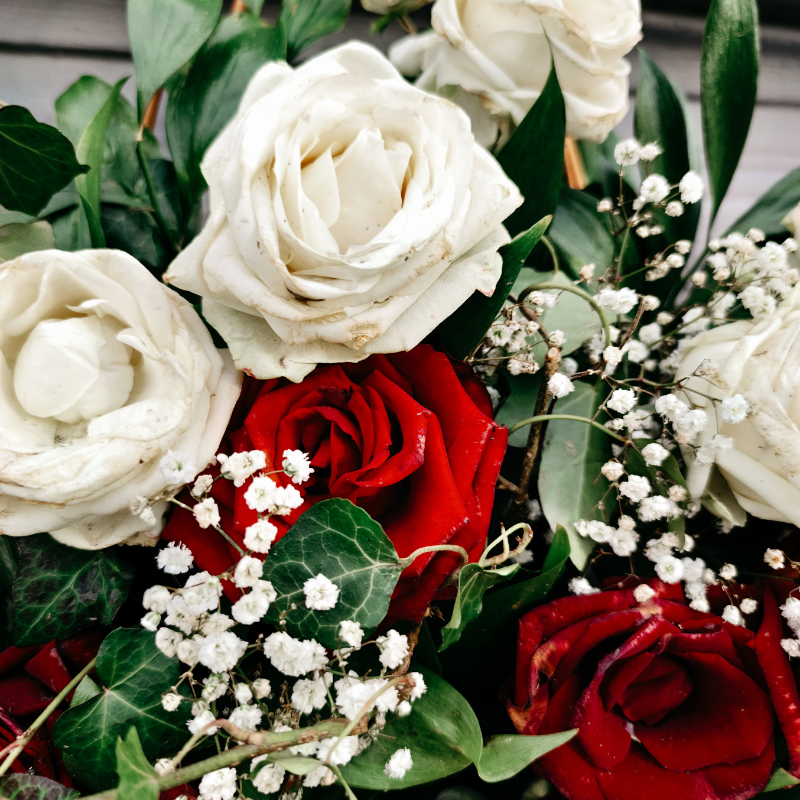 Hoa hồng muscosa trắng - Tượng trưng cho sự trong trắng, thuần khiết và sự khởi đầu mới