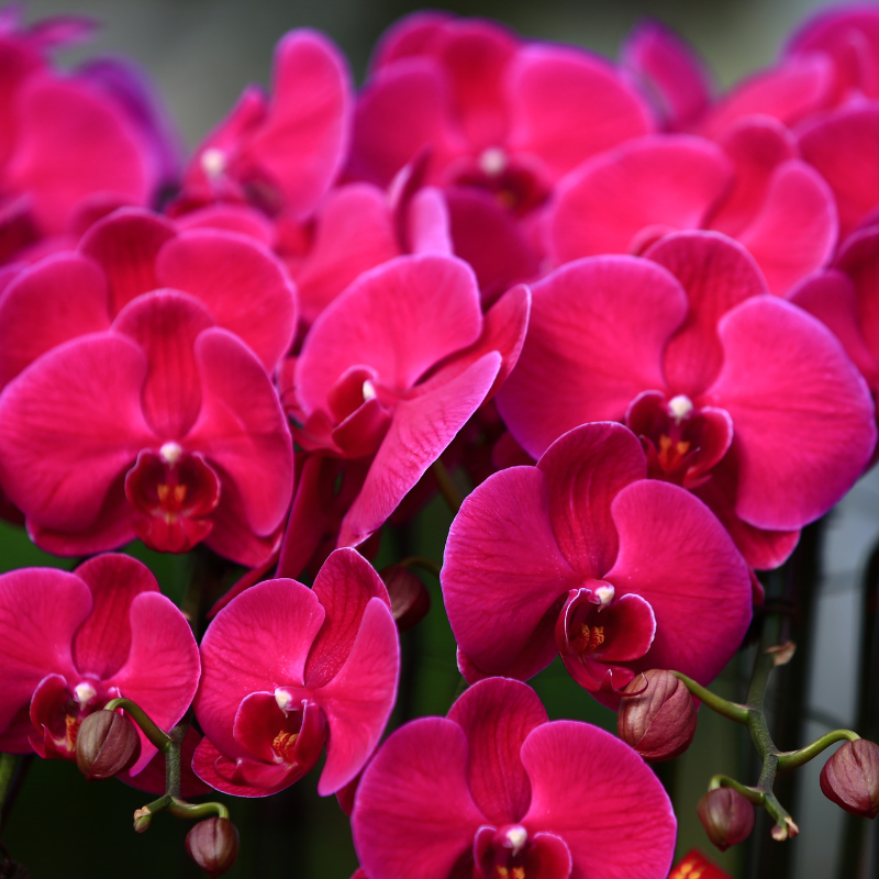 Hoa Lan Hồ Điệp đỏ - Sự quyền lực và quyến rũ.