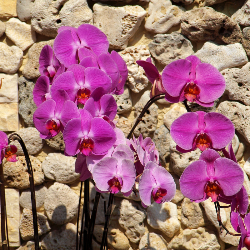 Hoa Lan Hồ Điệp tím - Sự duyên dáng, huyền bí và chung thủy.