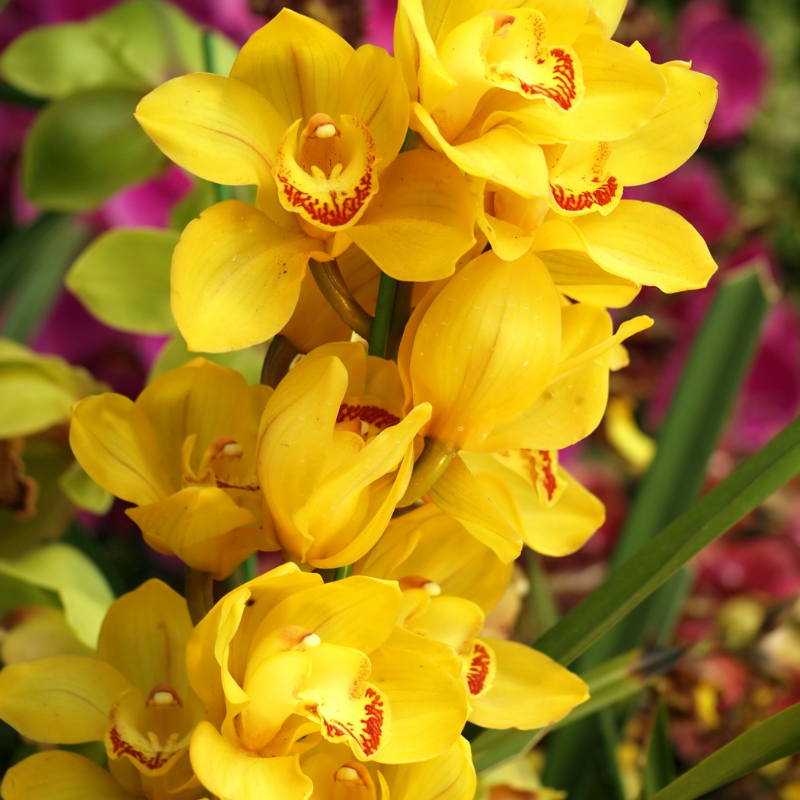 Hoa Lan Hồ Điệp vàng - Sự tươi sáng và thịnh vượng.