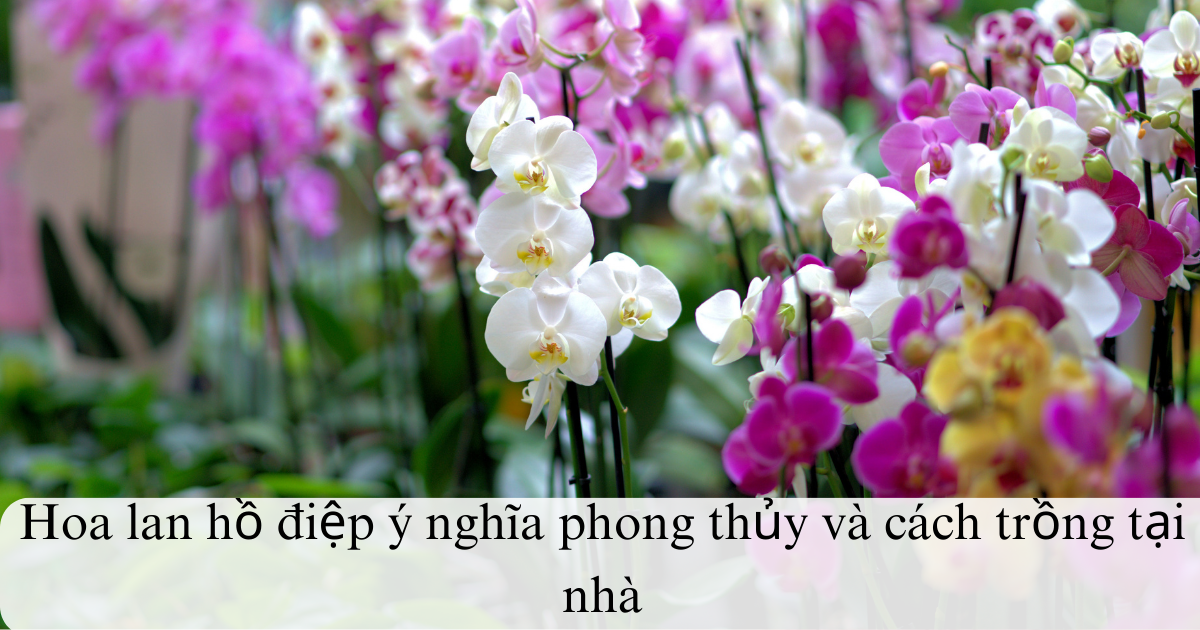 Hoa lan hồ điệp ý nghĩa phong thủy và cách trồng tại nhà