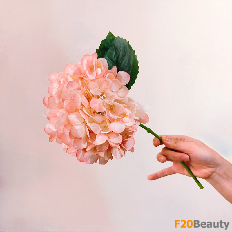 Hoa cẩm tú cầu Strigosa giả màu hồng