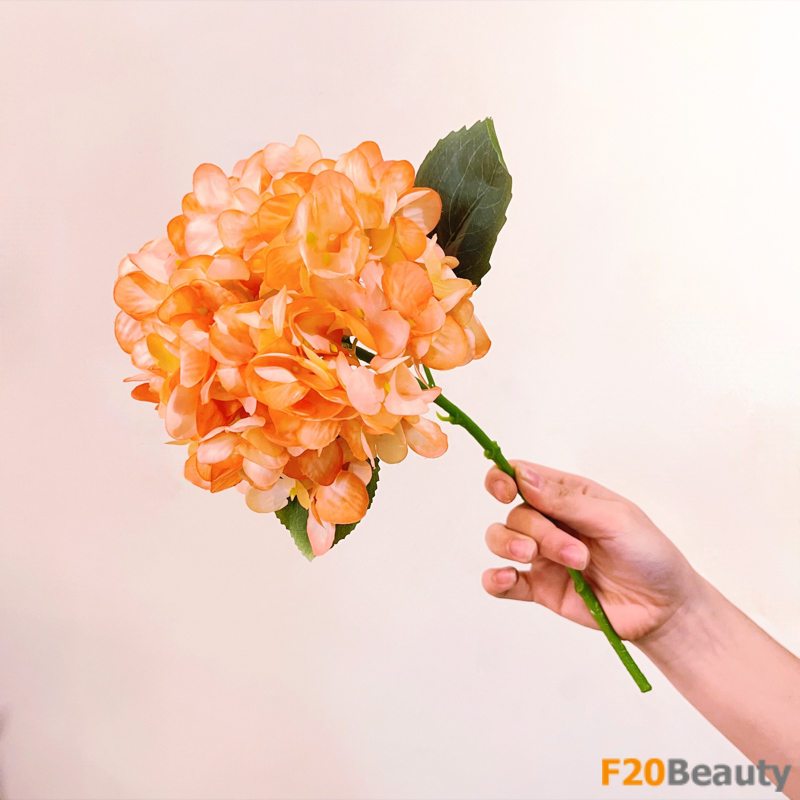 Hoa cẩm tú cầu Strigosa giả màu cam