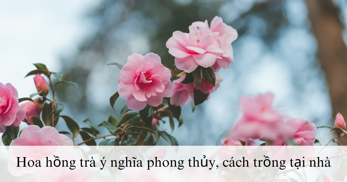 Hoa hồng trà ý nghĩa phong thủy, cách trồng tại nhà