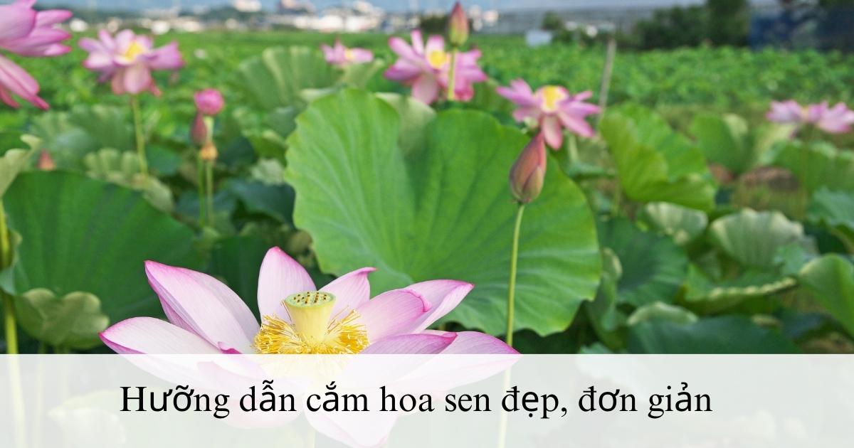 Hướng dẫn cắm hoa sen đẹp, đơn giản