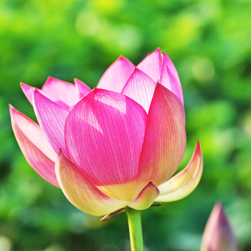 Hoa sen- Tượng trưng cho sự thanh tịnh và giác ngộ