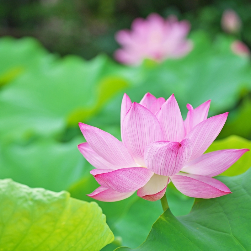 Hoa sen: Quốc hoa của Việt Nam