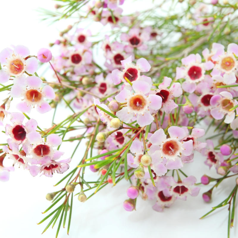 Hoa thanh liễu mang lại vẻ đẹp tươi sáng cho không gian sống của bạn