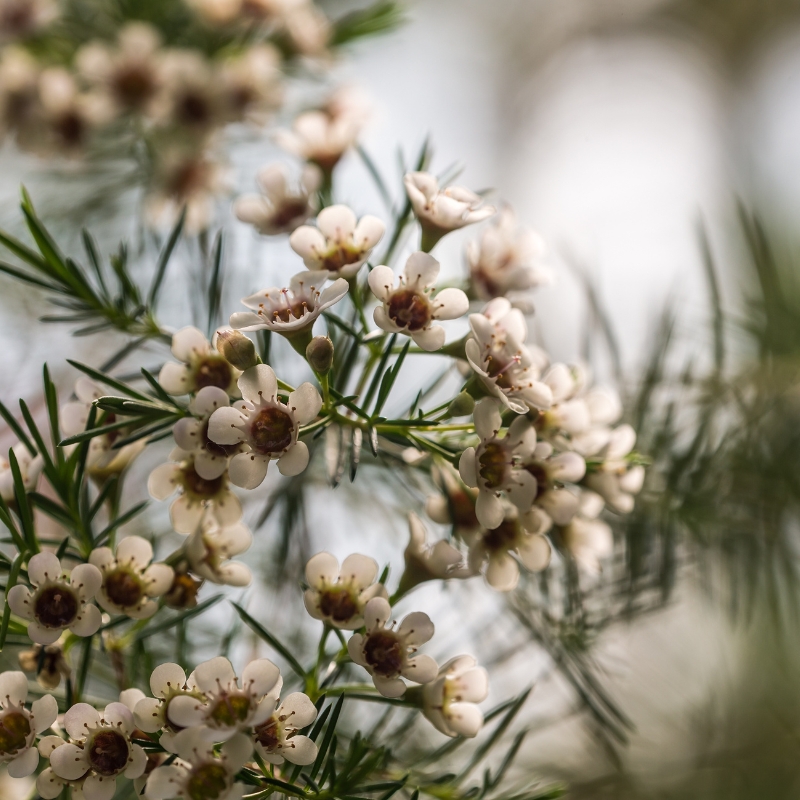 Hoa thanh liễu: có độ bền lâu, phù hợp cho việc trang trí dài ngày