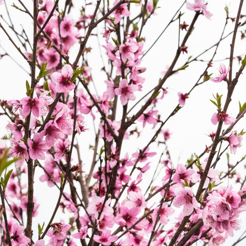 Hoa thanh liễu: Thể hiện sự kiên cường, giàu có, và tình yêu bền vững