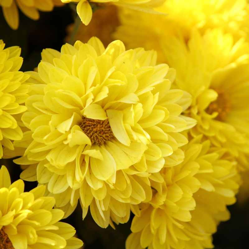 Hoa cúc mang một vẻ đẹp riêng biệt và ý nghĩa sâu sắc