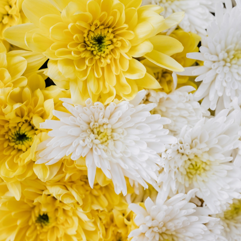 Hoa cúc: Biểu tượng của sức sống