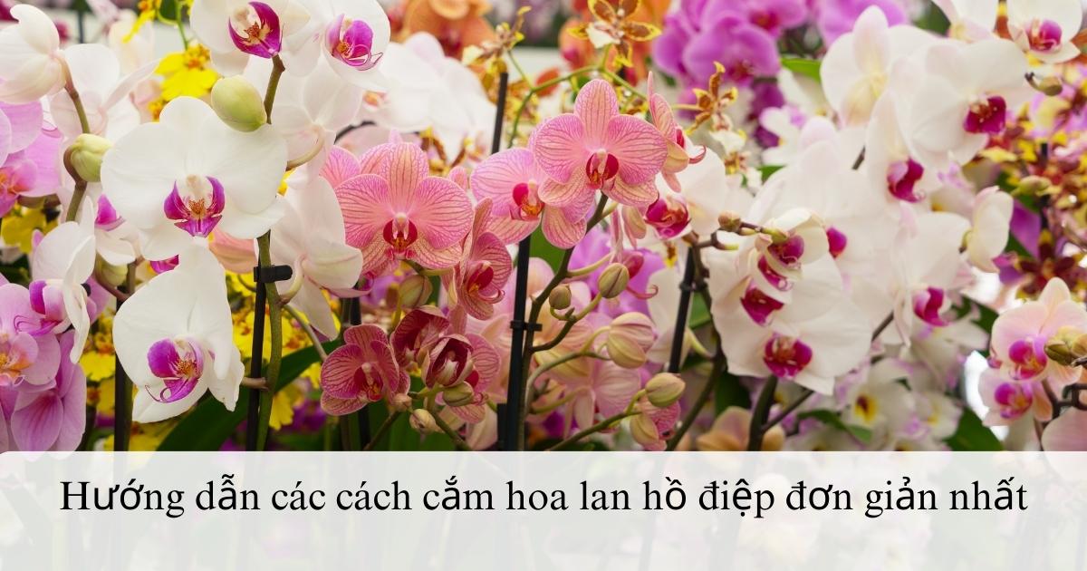 Hướng dẫn các cách cắm hoa lan hồ điệp đơn giản nhất