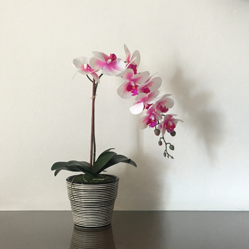 Chậu lan hồ điệp một tầng