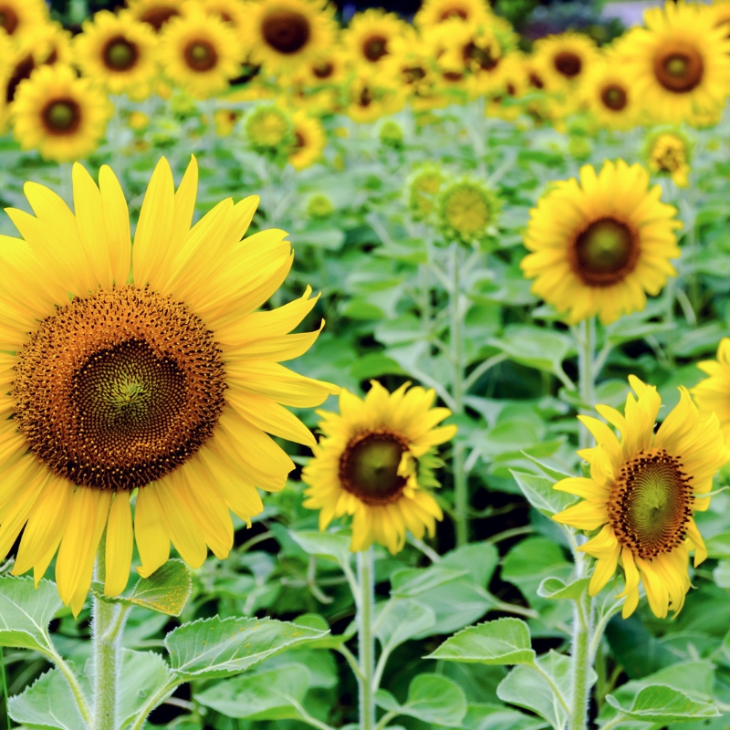 Cận cảnh vẻ đẹp tự nhiên của hoa hướng dương