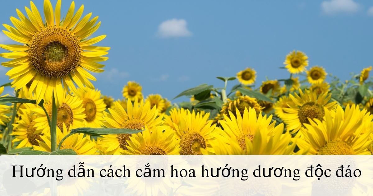 Hướng dẫn cách cắm hoa hướng dương độc đáo