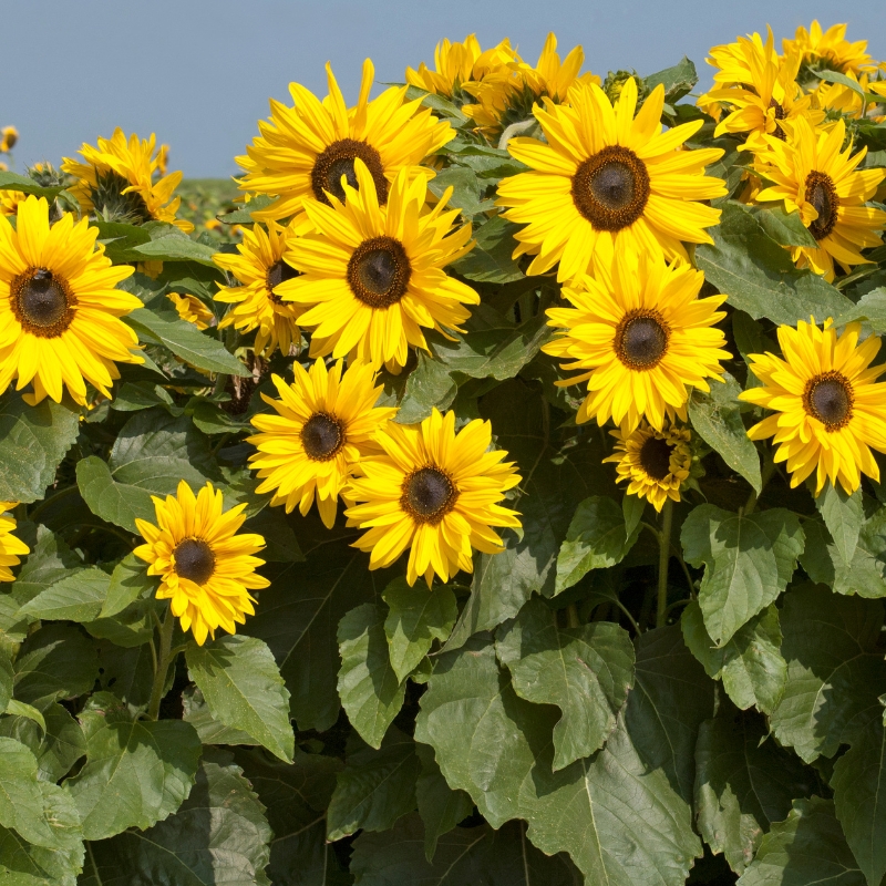 Những bông hoa hướng dương tỏa sáng mọi nơi