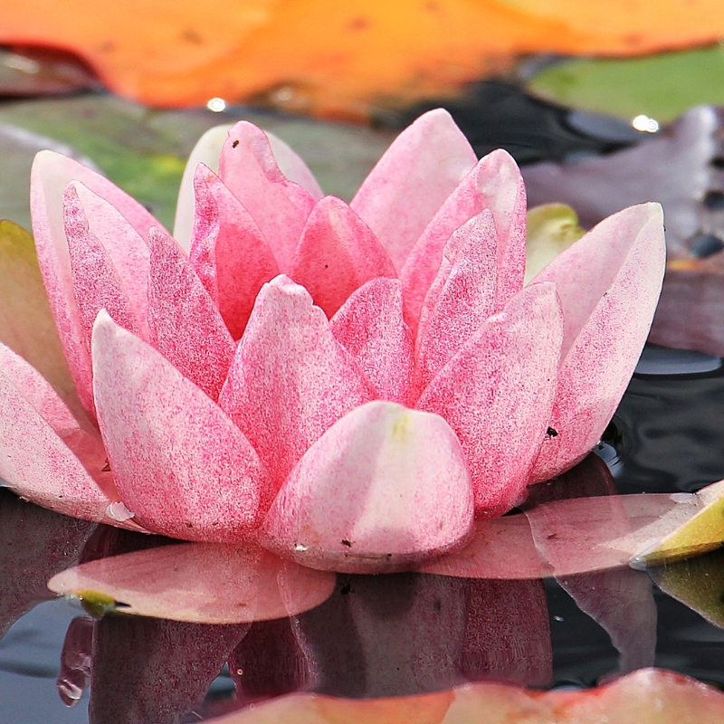 Hoa súng vàng và đỏ: Kết hợp màu sắc tuyệt đẹp