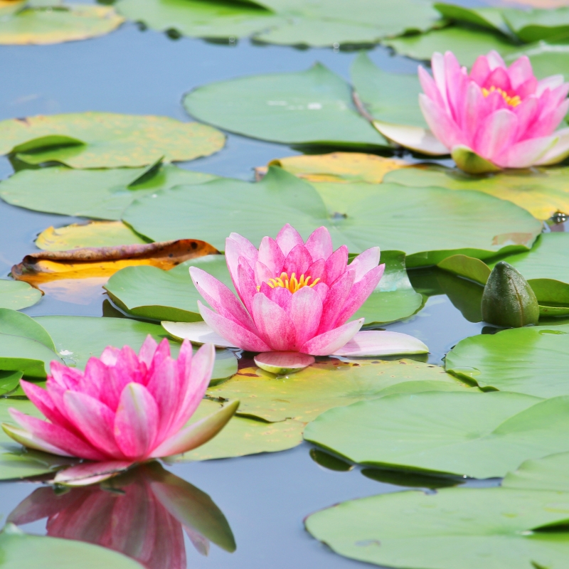 Nét độc đáo của hoa súng trong thiên nhiên