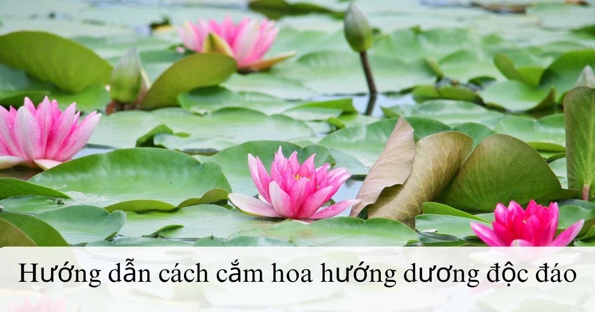 Cách cắm hoa súng đẹp, đơn giản