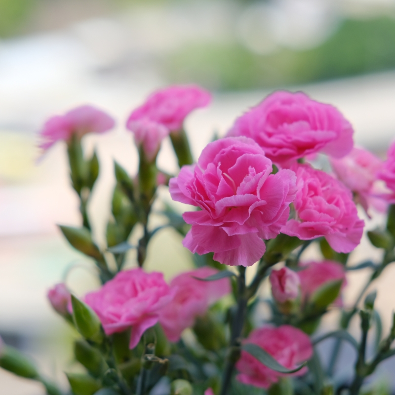 Hoa cẩm chướng: Biểu tượng của tình yêu và nghệ thuật tự nhiên